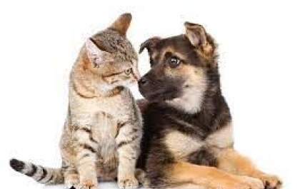 Ilha Solteira realiza castração gratuita de cães e gatos