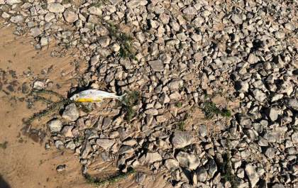 Morte de cardumes de peixes no Rio Sucuriú assustam moradores da região de Três Lagoas