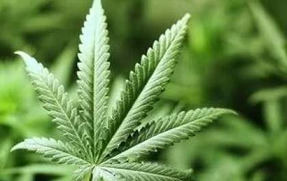 Homem é autorizado a plantar maconha em casa