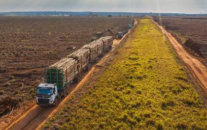 Setor florestal cresce no Brasil, mas irregularidades no transporte gera prejuízos