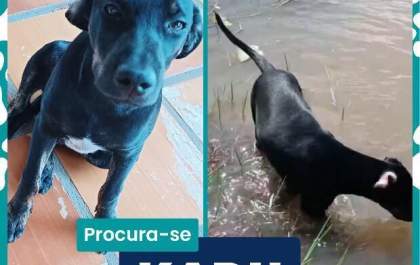 Família procura cachorro desaparecido no Balneário Municipal