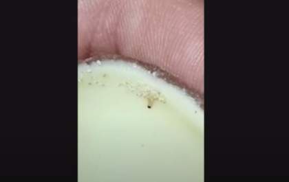 Mulher diz ter encontrado larvas em ovo de chocolate oferecido à filha dela