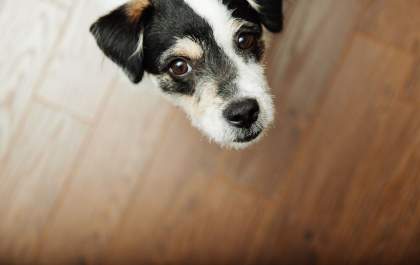 Empreender no segmento pet pode ser um bom negócio