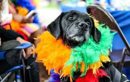 Evite levar os pets nos bloquinhos de carnaval
