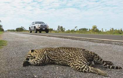 Manter a velocidade permitida em rodovias pode evitar o atropelamento de animais, alerta PMA