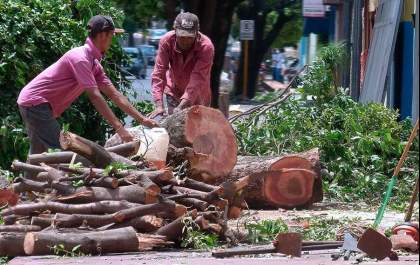 Projeto sobre tombamento de árvores é aprovado em Araçatuba