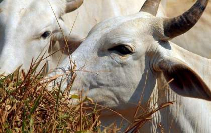 O que é a doença da “vaca louca”? Caso suspeito está sob investigação no Brasil