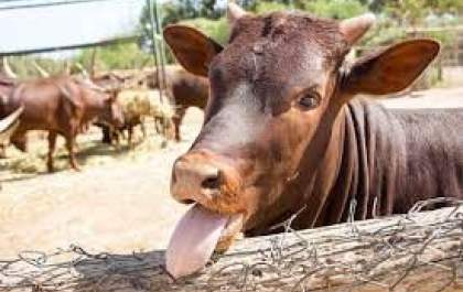Vaca Louca: ministro descarta aumento de preço da carne