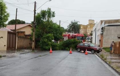 Árvore é derrubada pelas chuvas da madrugada