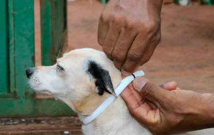 Três Lagoas inicia 2ª fase do Encoleira Cão