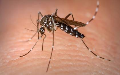 Comitê da dengue apresenta os indicadores e ações de combate promovidos em agosto