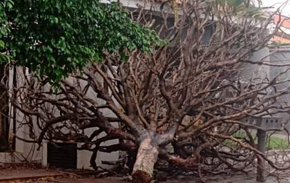 Chuva e ventos fortes na madrugada de Andradina deixam rastro de destruição