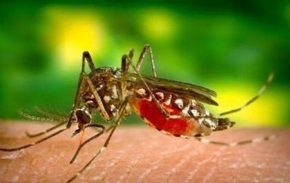 Anvisa aprova vacina contra dengue com eficácia de 80% e que pode mudar curso da doença no Brasil