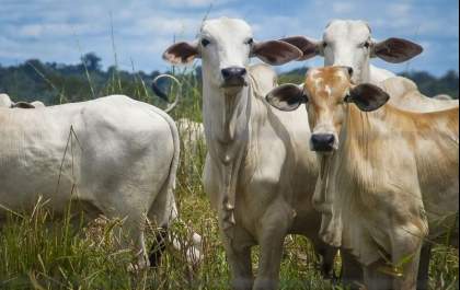 Ministério da Agricultura confirma que caso de vaca louca em bovino é atípico e pedirá retomada de exportações para China