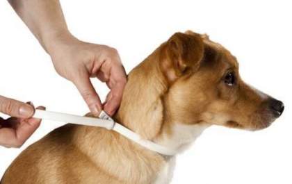 Projeto Encoleira Cão entra em sua segunda fase em Três Lagoas