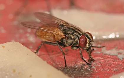 Virose da Mosca: Especialista explica doença que está preocupando autoridades