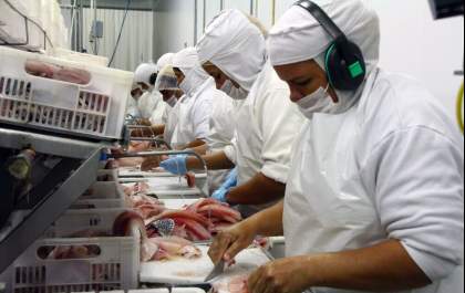 Segundo maior exportador de tilápias, MS foca na piscicultura para ampliar rol de proteínas animais