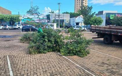 Prefeitura faz retirada de árvores que caíram na praça Senador Ramez Tebet