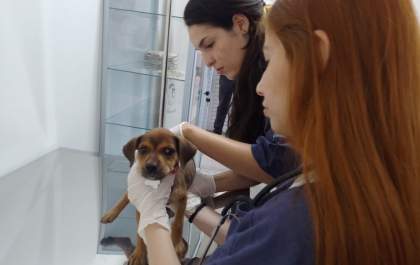 Clínica Veterinária Meu Pet funcionará com ‘pronto-socorro’ para cães e gatos