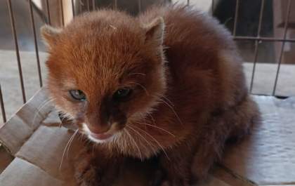Exemplar de gato-mourisco é resgatado pela Polícia Militar Ambiental