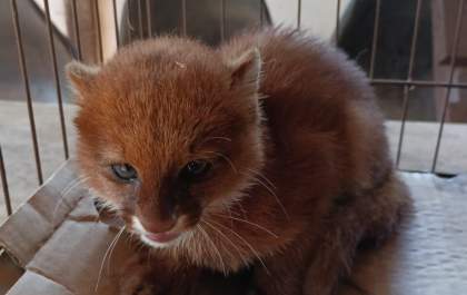 Filhote de Gato Mourisco acuado por cachorros é entregue a polícia ambiental