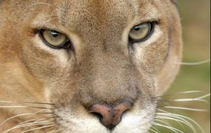 Onça do zoológico de Araçatuba passa por cirurgia
