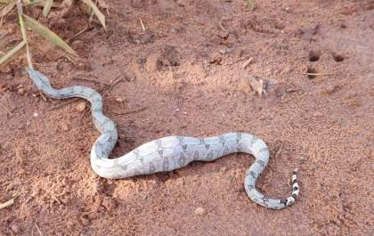 Jiboia de 1,5 metro é capturada em calçada pela Polícia Ambiental em MS