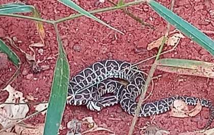 Polícia Militar Ambiental captura serpente em residência