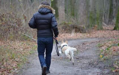 Sem coleira: Passeio com cachorro solto traz riscos ao animal e às pessoas ao redor