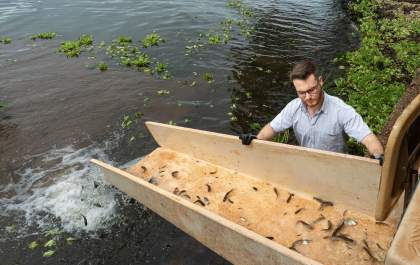 Rio Paraná recebe mais de 1 milhão de peixes