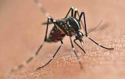 Boletim: Novos casos de dengue e leishmaniose em Três Lagoas.&nbsp;