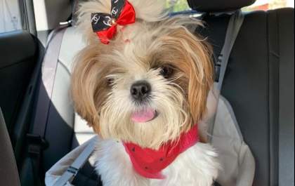 Detran orienta sobre como transportar pets no veículo com segurança