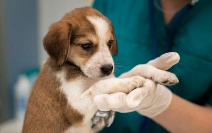 Nesta Páscoa, divida amor e não chocolate com seu pet, alerta assessoria de defesa animal