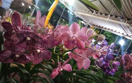 Feira de orquídeas acontece nesta quarta e quinta em Araçatuba