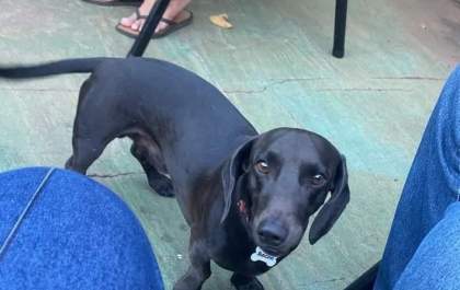 Família procura por Bacon, cachorro desaparecido em Três Lagoas