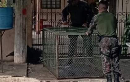 Tamanduá-bandeira passeia pelo centro de cidade no MS e é capturado pela PMA