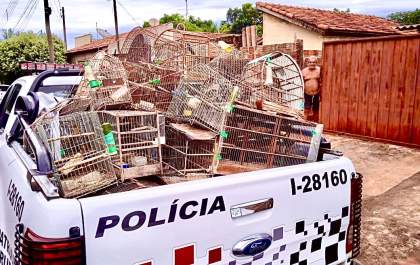 Polícia Militar descobre criação irregular de pássaros no Jardim Europa