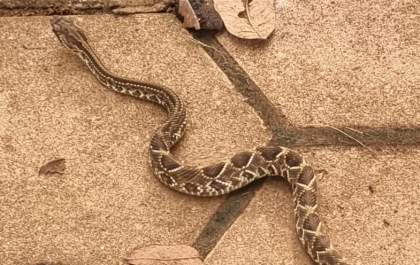 Aparecimento frequente de cobras em campus preocupa universitários