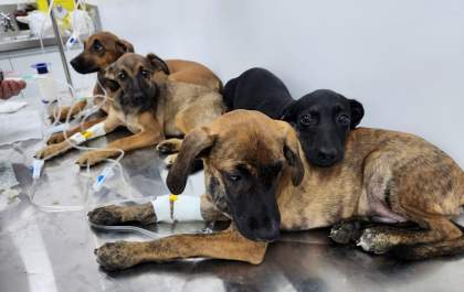 Clínica Meu Pet realizou mais de 500 atendimentos em um mês de funcionamento
