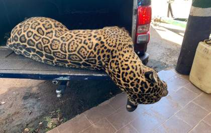 PMA recolhe onça-pintada de 108 kg atropelada na rodovia BR 262
