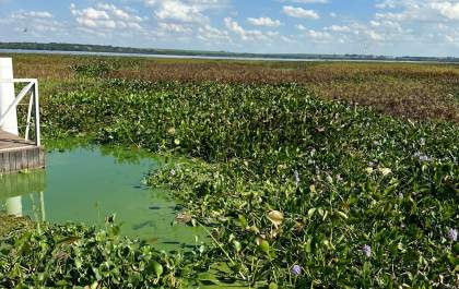 Empresário cobra ação do poder público para eliminar vegetação aquática no Tietê