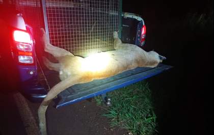 Onça-parda adulta atropelada em rodovia é encontrada pela Polícia Militar Ambiental