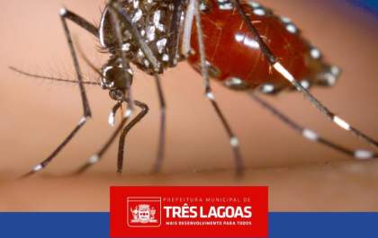 Prefeitura divulga boletim com novos casos de dengue