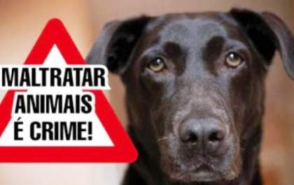 Homem de 40 anos que matou filhote de cachorro é mantido preso em audiência de custódia