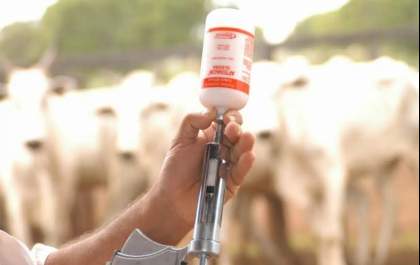 +PECUÁRIA BRASIL: vacinação contra aftosa começa 1º de maio para 73 milhões de bovinos e bubalinos