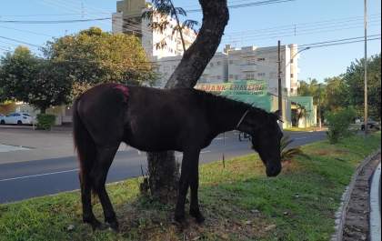 Cavalo é recolhido após mulher fazer apelo ao vê-lo ferido amarrado em avenida