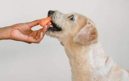De abacate a café: conheça os 7 alimentos que seu pet não pode comer de jeito nenhum