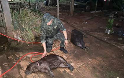 Polícia Ambiental aplica multa a uma pessoa por posse irregular e matar animais silvestres