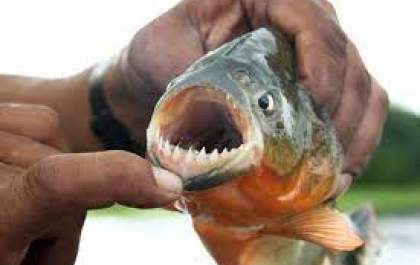 Mais um ataque de piranhas leva o fechamento temporário do Balneário Municipal