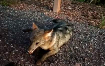 Animal Silvestre é recuperado pela Polícia Militar na BR-262